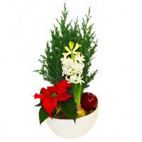 Julplantering - Jul blommor - Skicka blommor och presenter i %city%